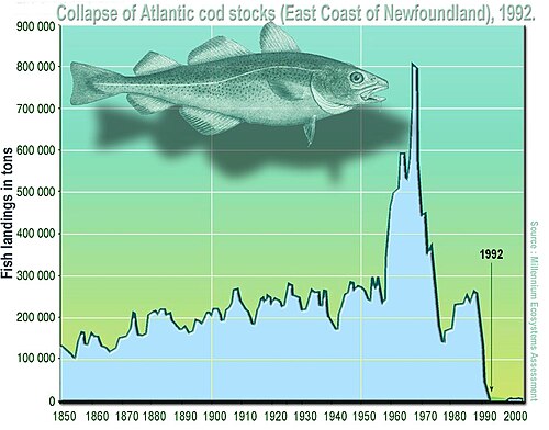 1992 cod moratorium